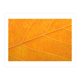 Autumn Leaf (Print Only) thumbnail
