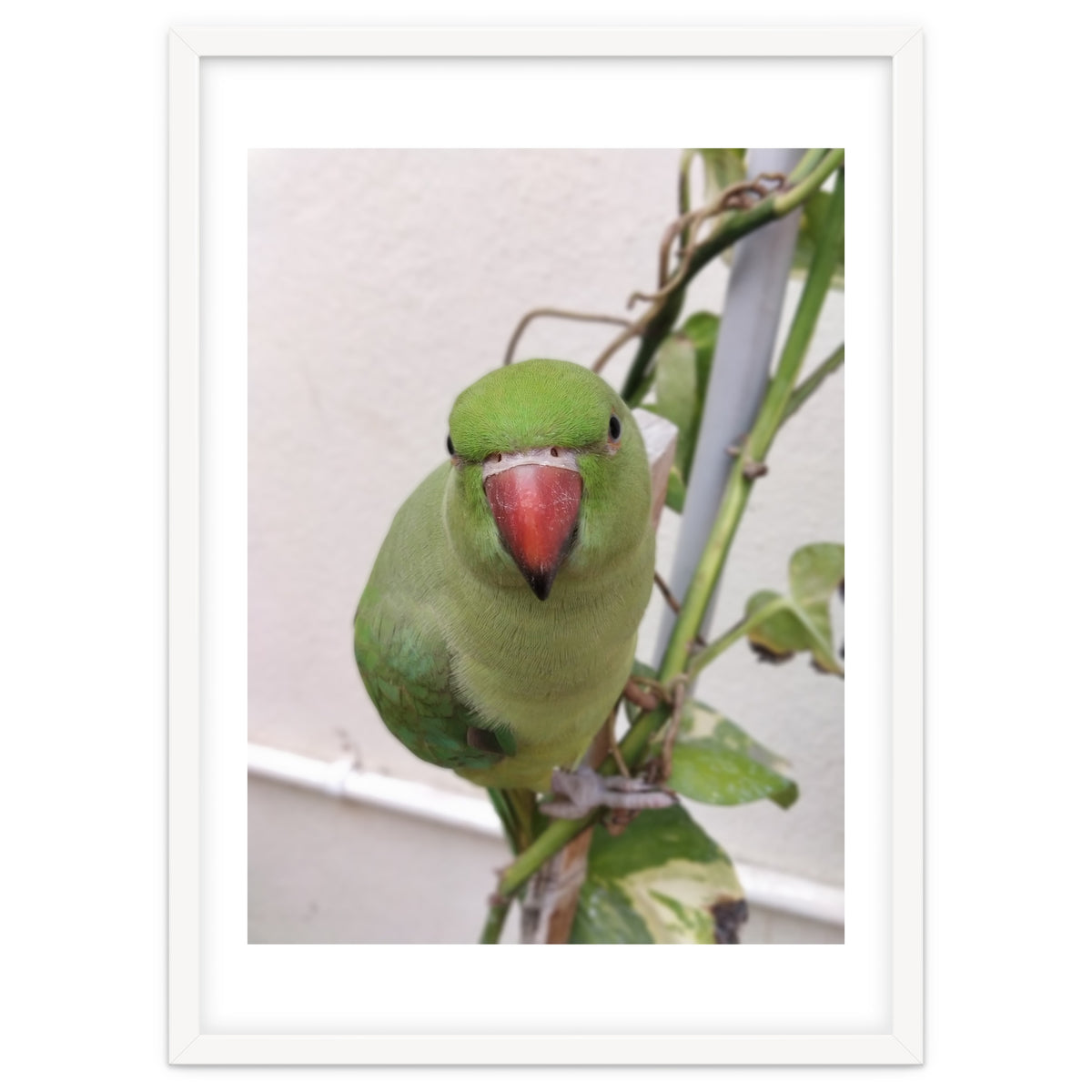 Attractive Indian Parrot