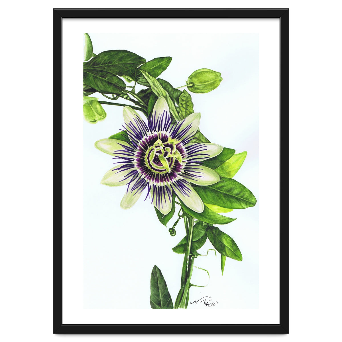 Passion Flower