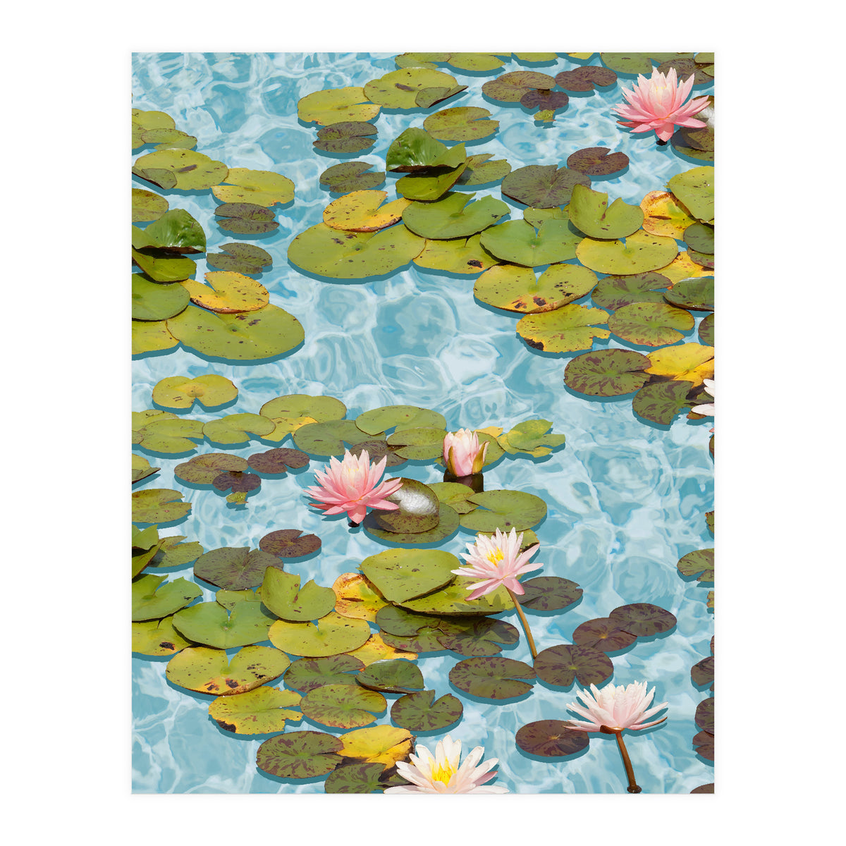 Lotus Formation (Print Only)