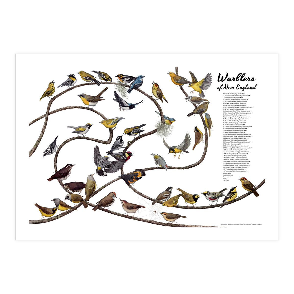 Warblers of New England (Print Only)