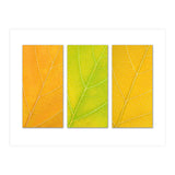 Autumn Leaves (Print Only) thumbnail
