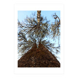 Ataraxia - Tree Series 2 (Print Only) thumbnail