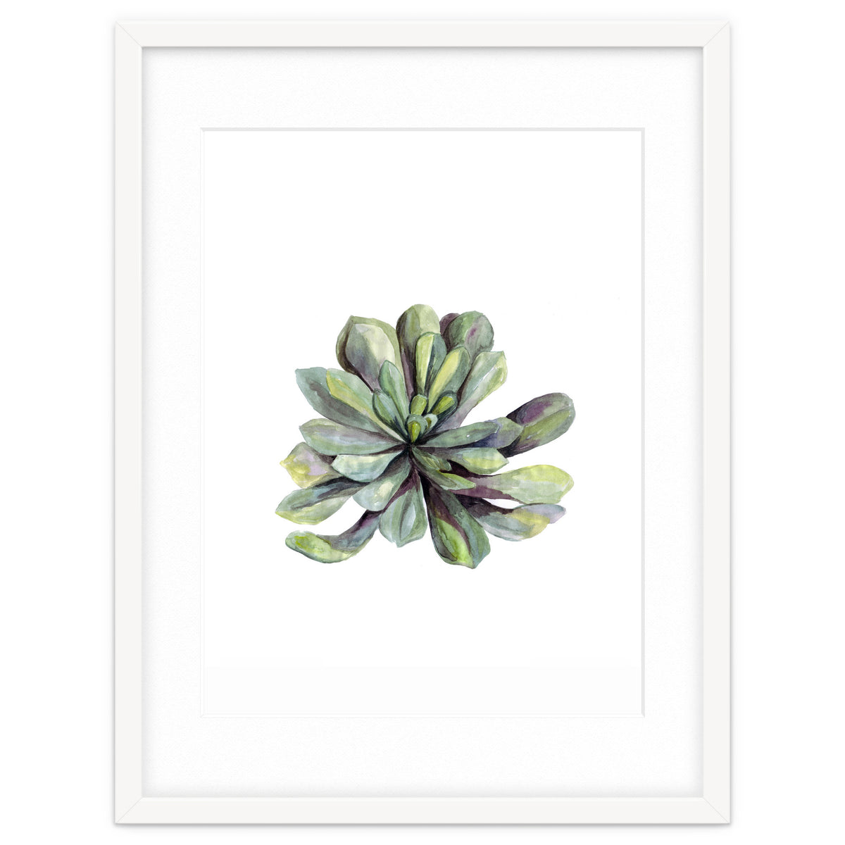 Botanical Illustration Succulent