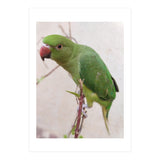 Lovely Indian Cute Parrot (Print Only) thumbnail