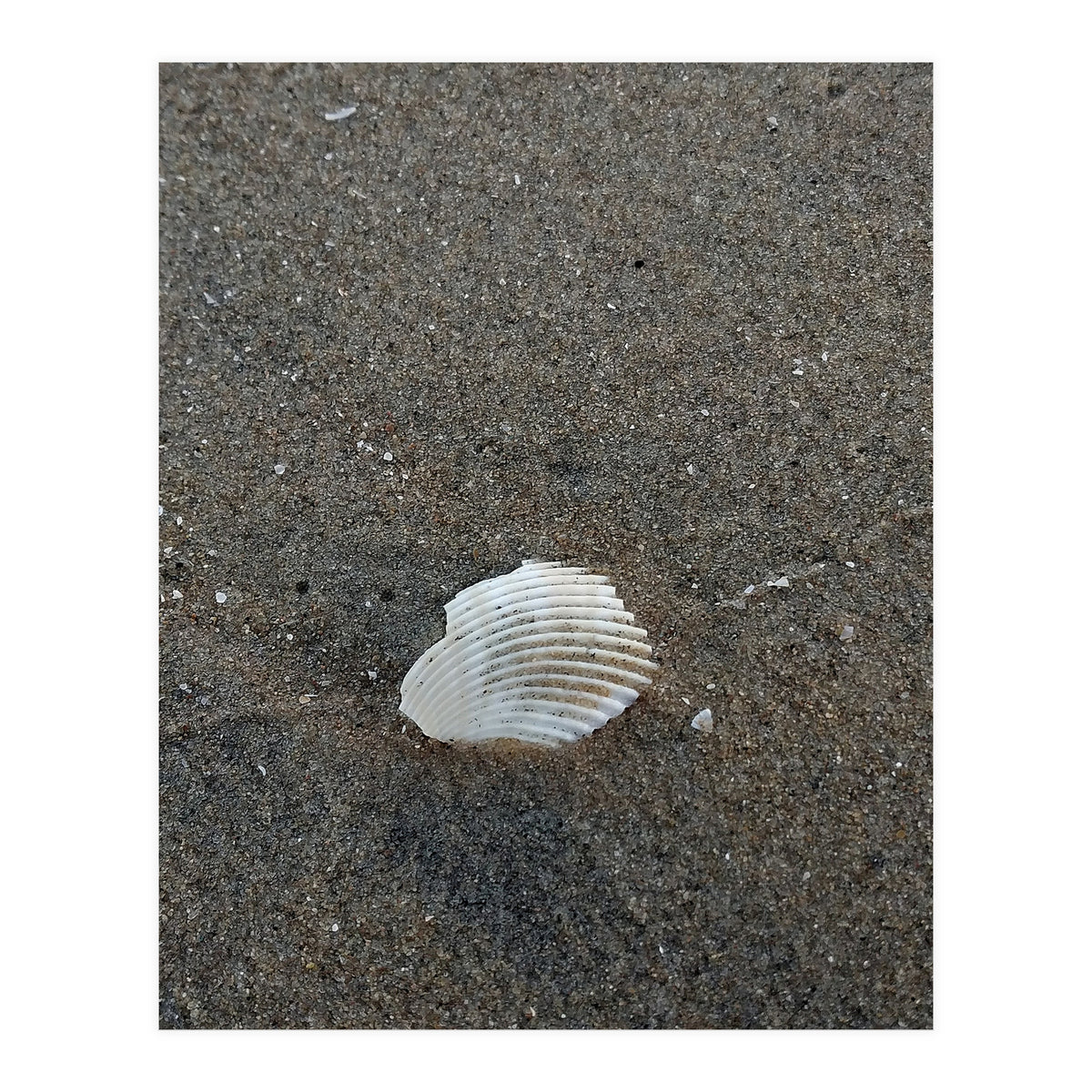 Shell in Sea Shore (Print Only)