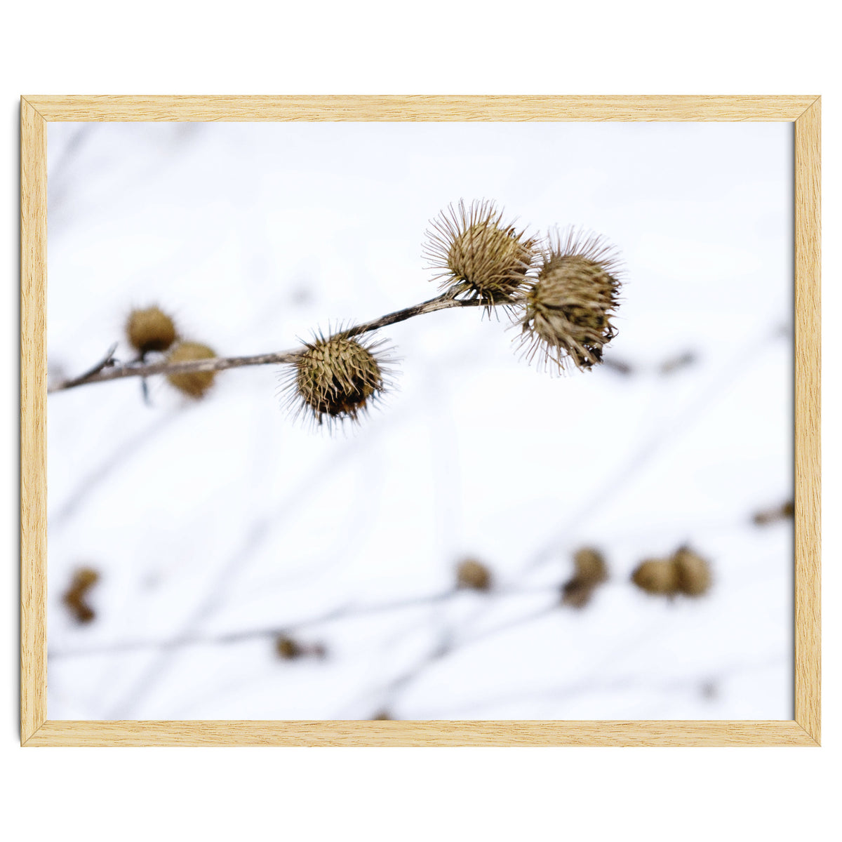 Winter Thistles