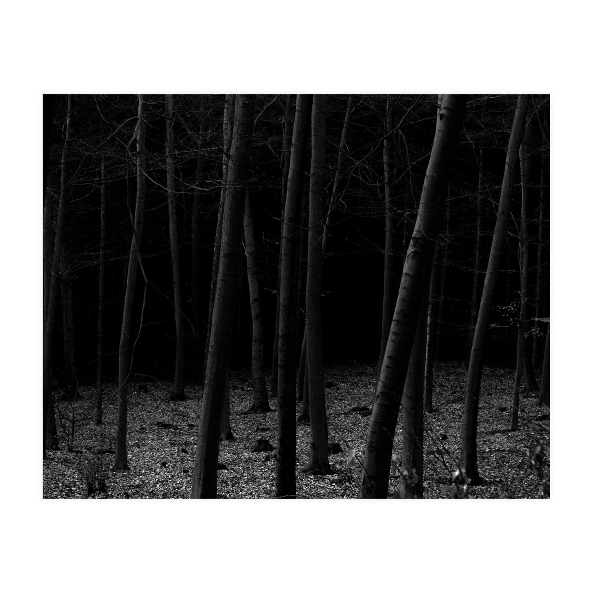 silent woods (Print Only)
