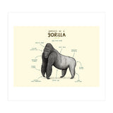 Anatomy of a Gorilla (Print Only) thumbnail