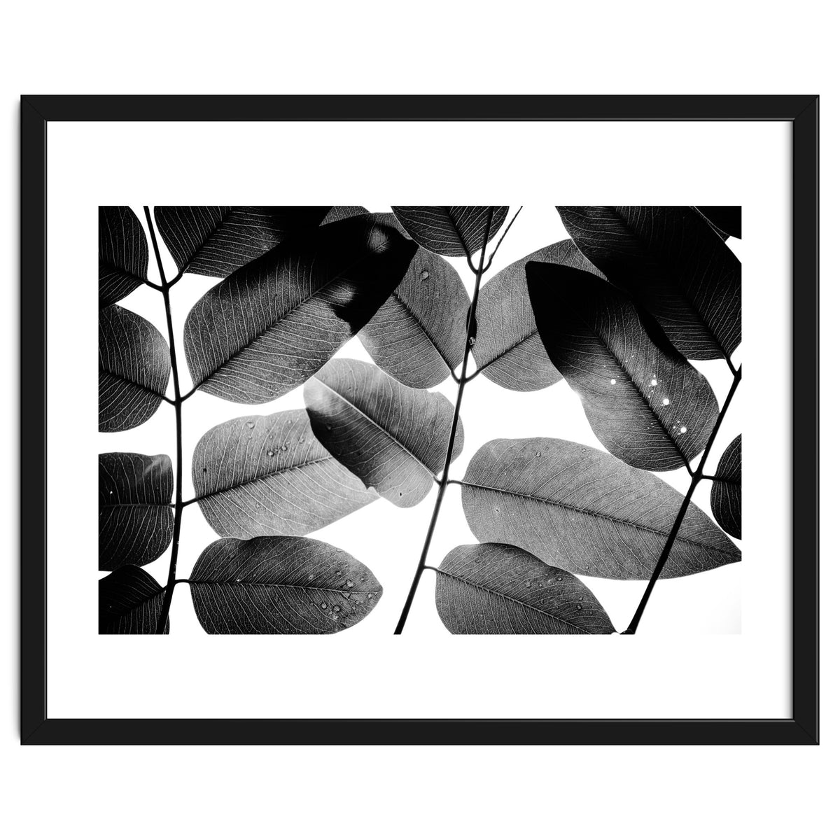 Experiments with Leaves II