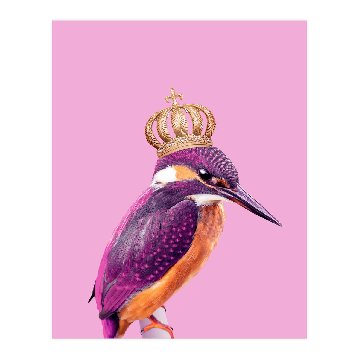 Queenfisher (Print Only)