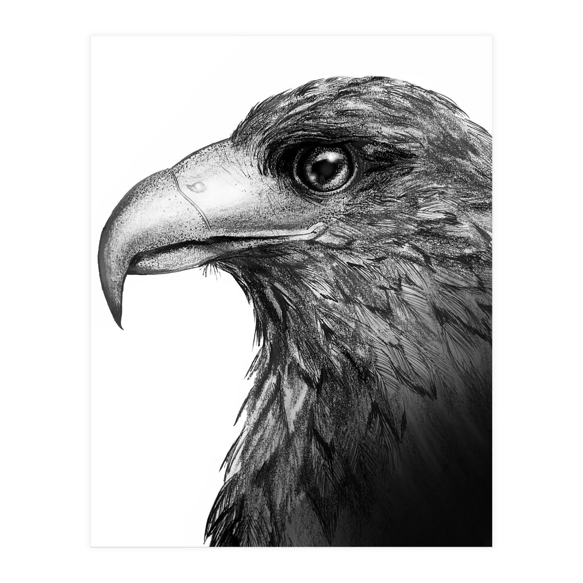 Harris's Hawk (Print Only)
