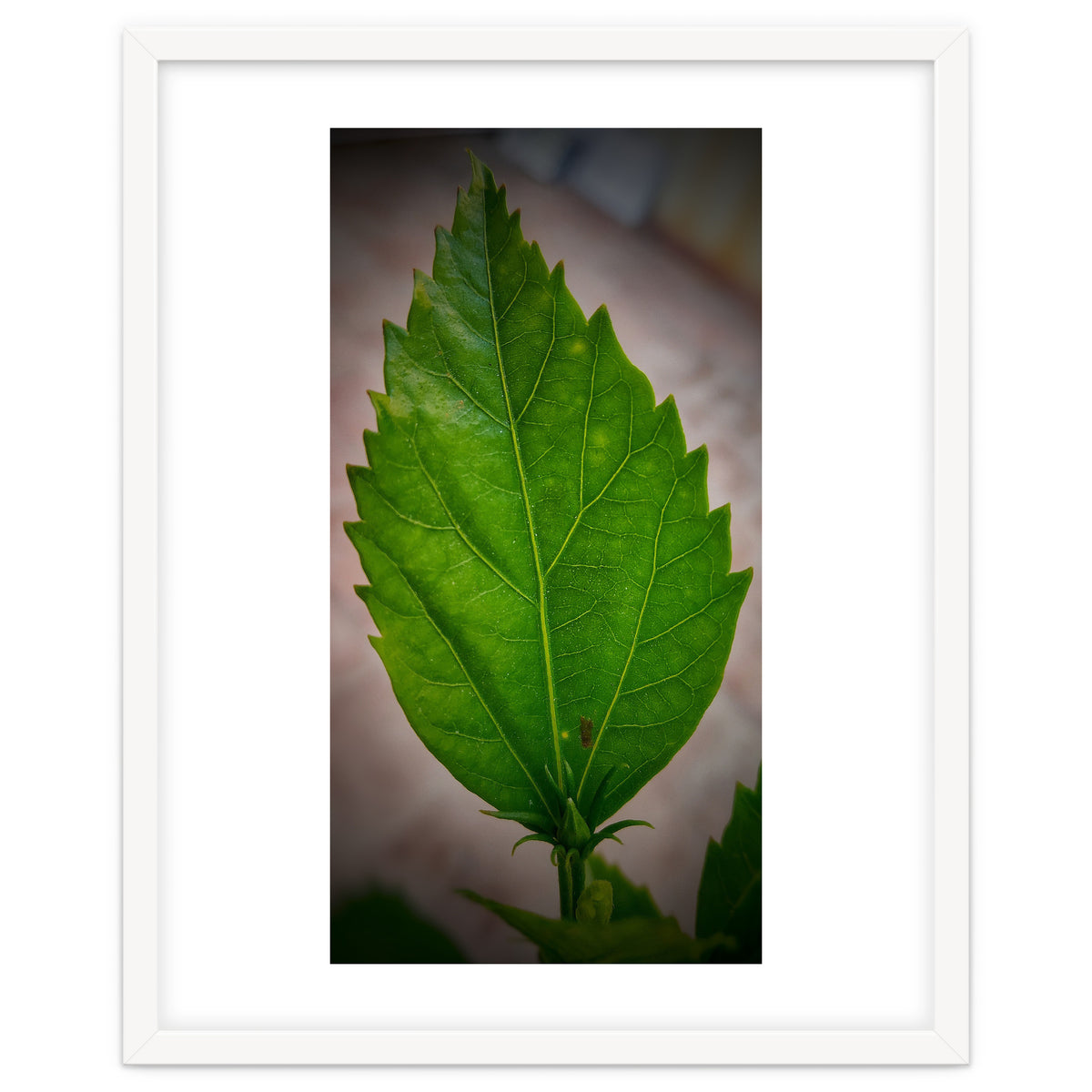 Hibiscus Plant Petal