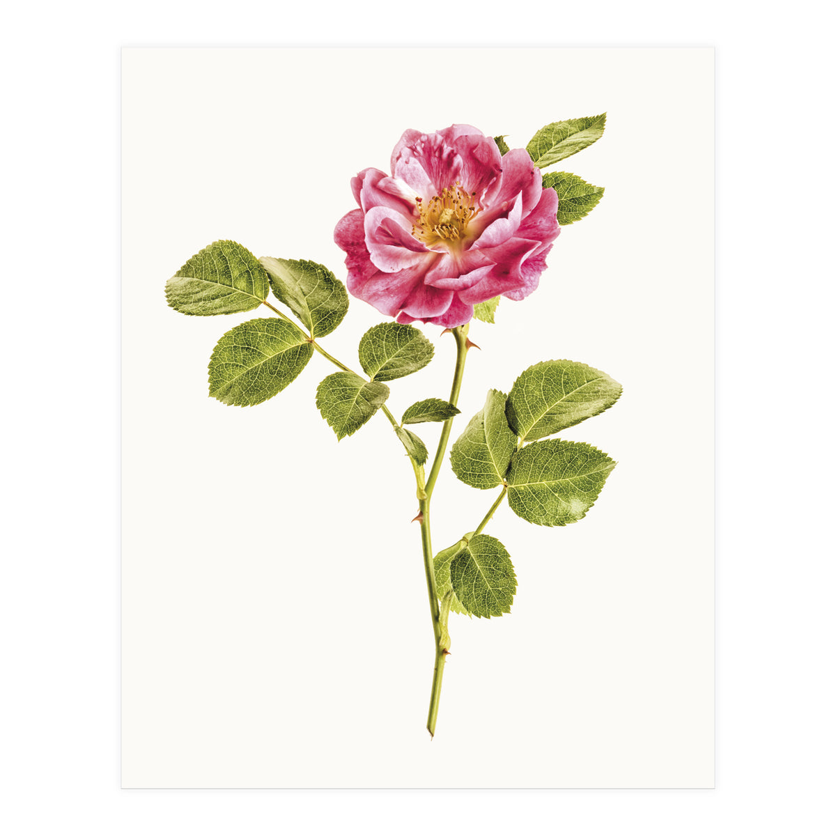 Cc Roses 06 (Print Only)