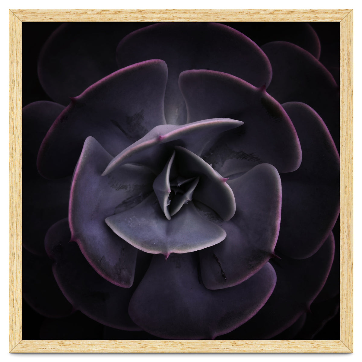 DARKSIDE OF SUCCULENTS VIII