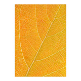 Autumn Leaf (Print Only) thumbnail