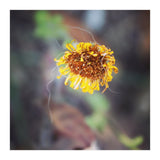 yellow daisy (Print Only) thumbnail