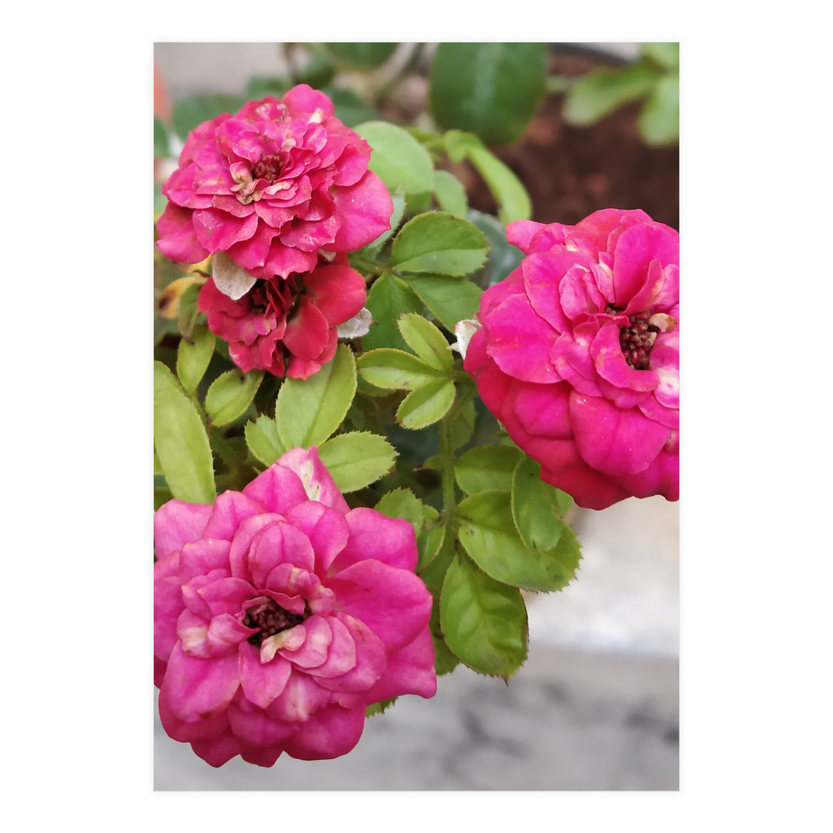 Blooming Roses (Print Only)