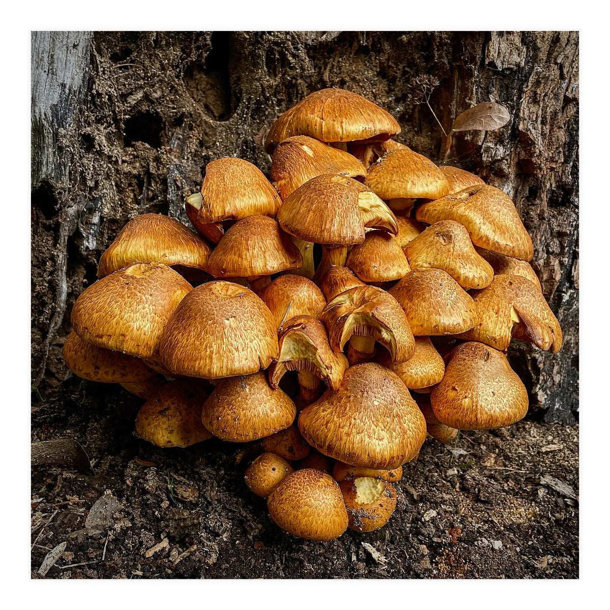 Tree Fungi  (Print Only)