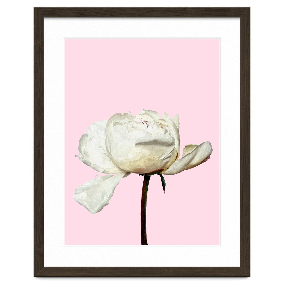 White Peony Pink Background