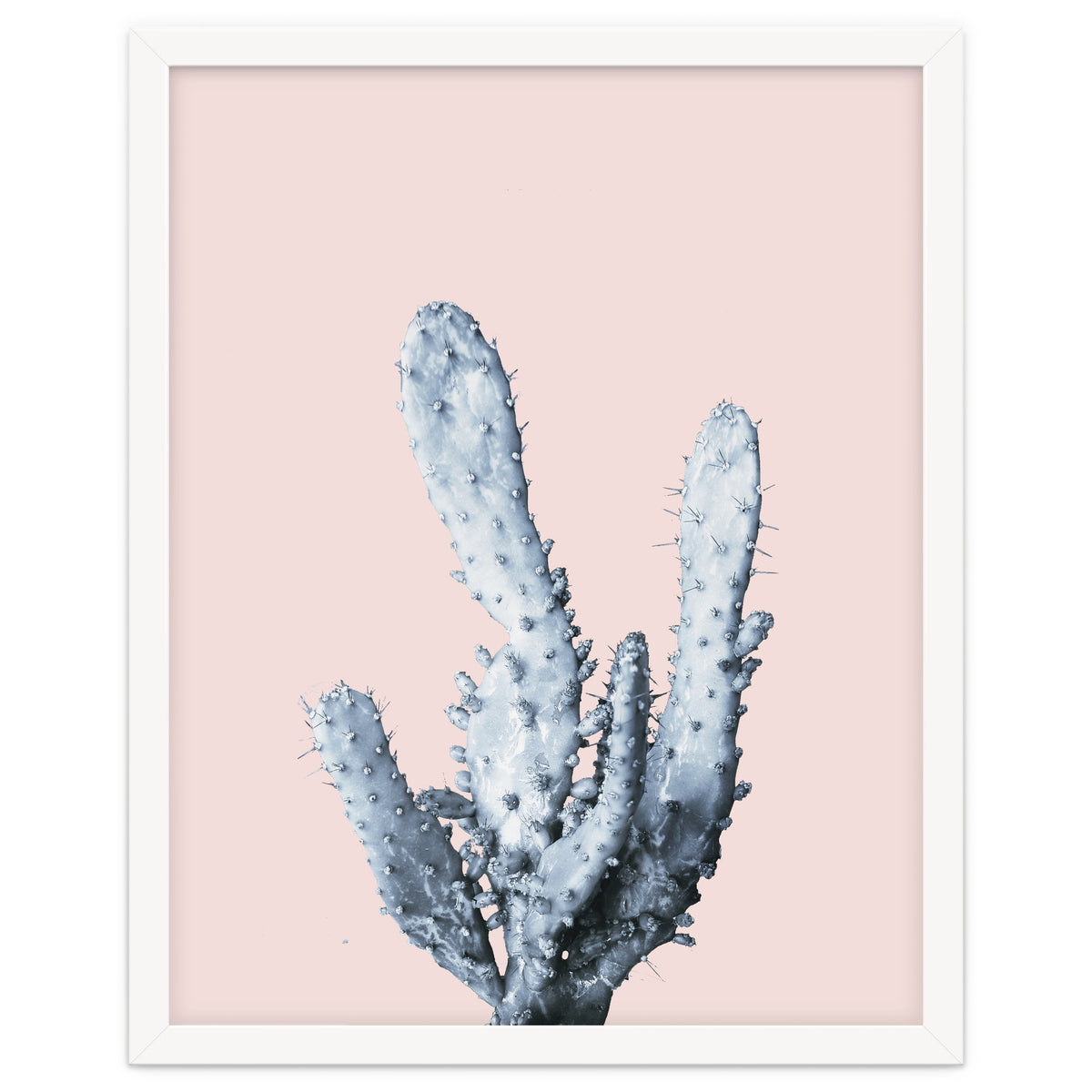 Cactus collection BL-I