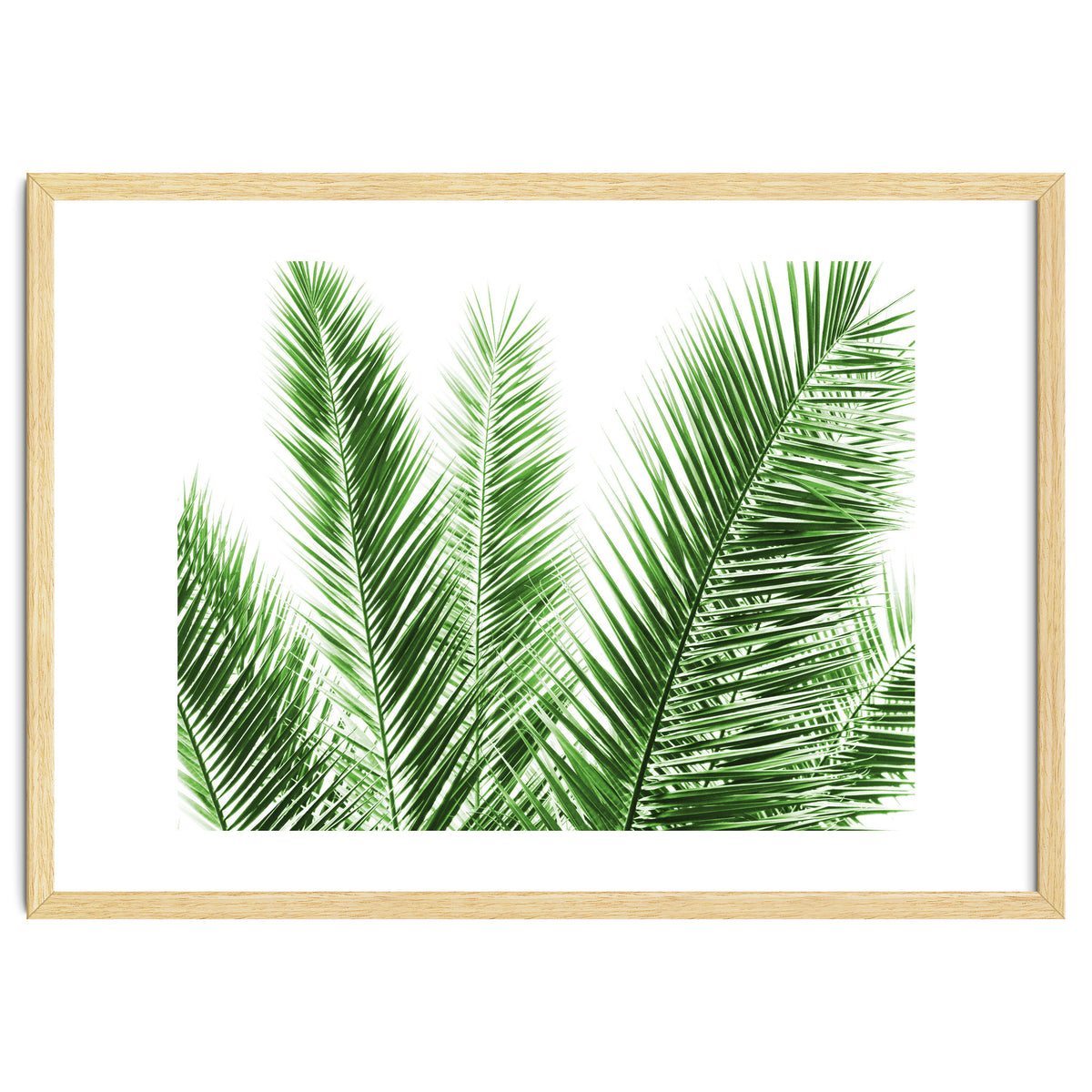 Palm Leaves