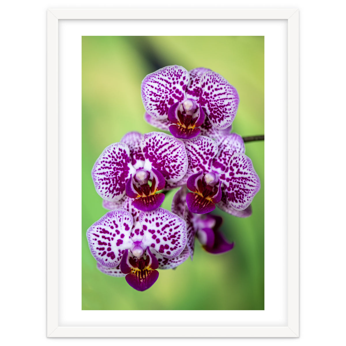 Orchidee Flower
