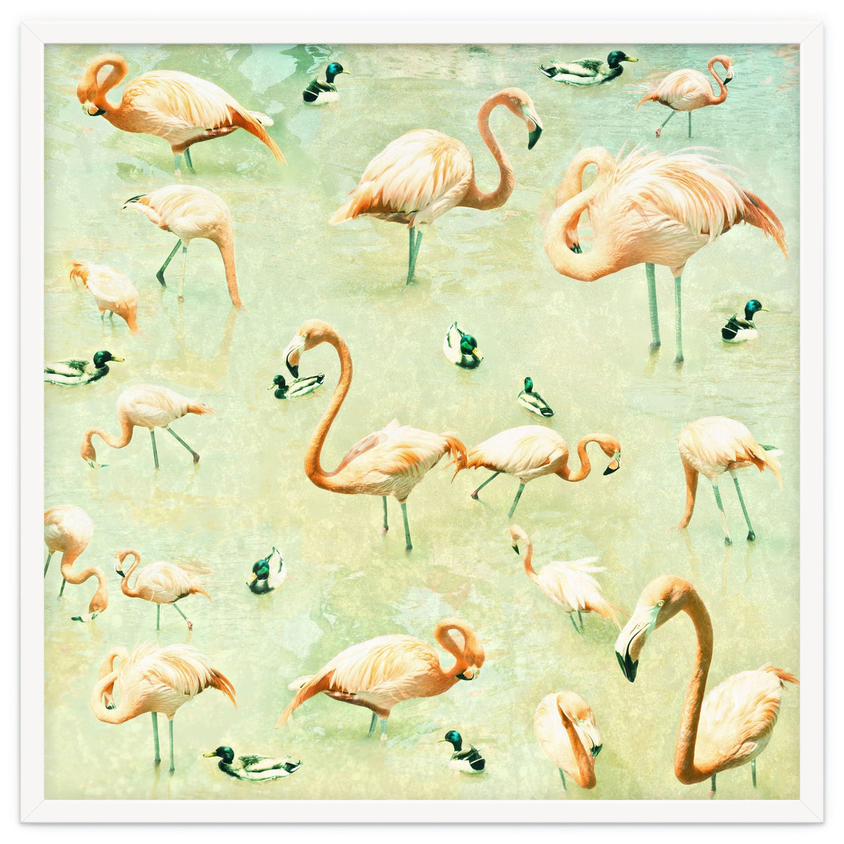 Flamingos