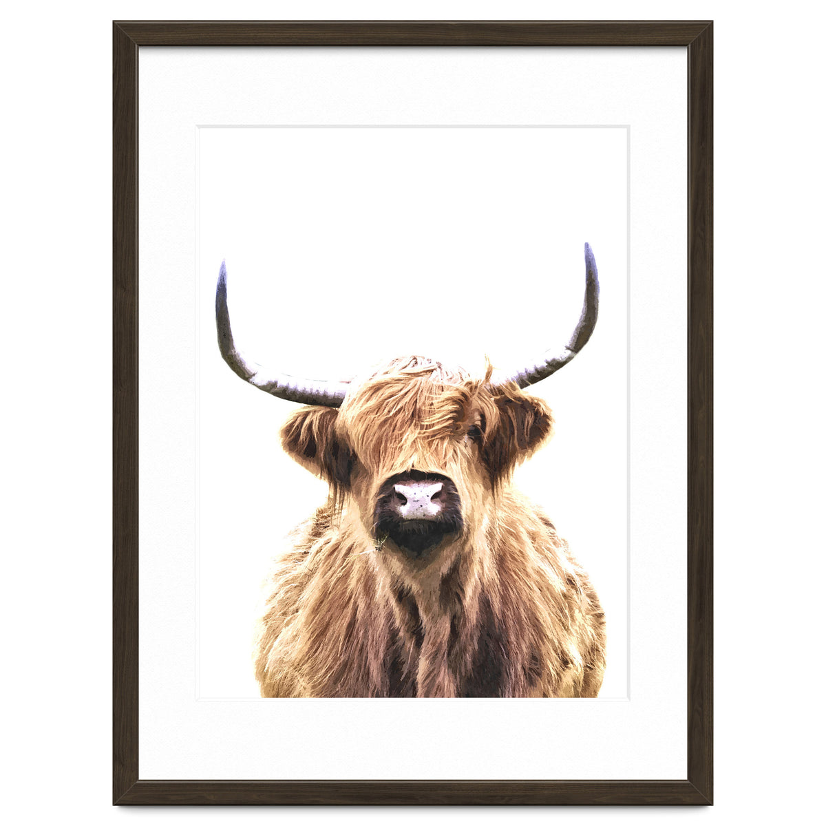 Highland Cow Portrait