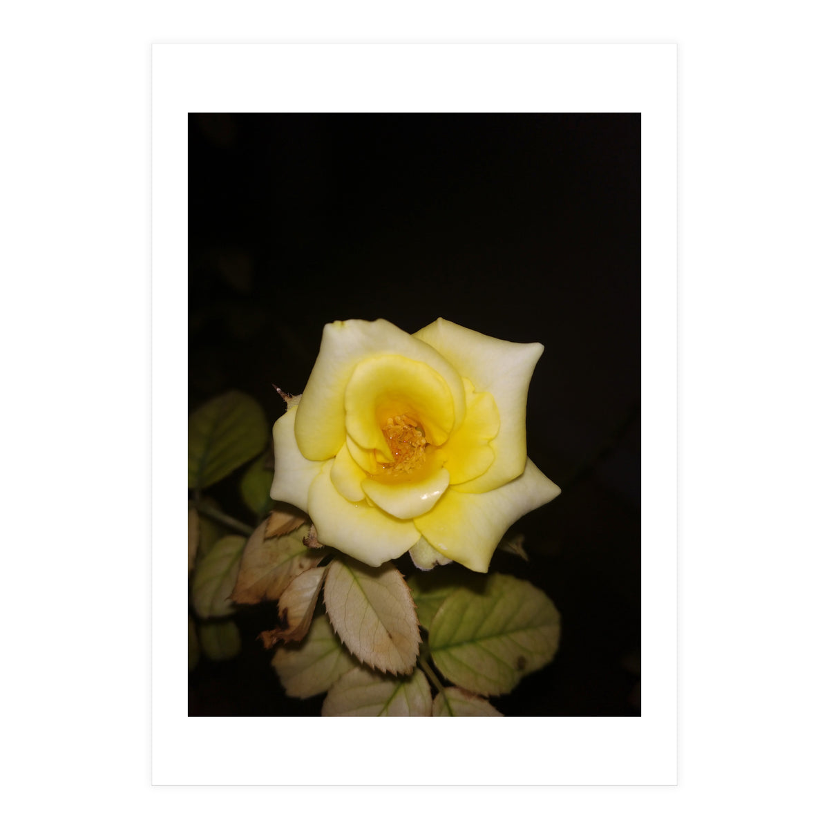 Yellow Rose (Print Only)