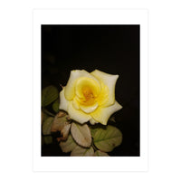 Yellow Rose (Print Only)