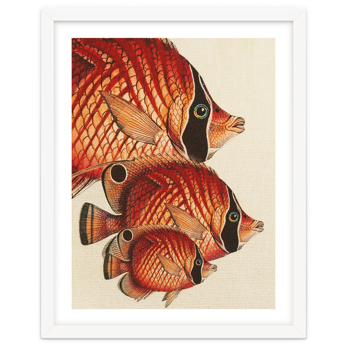 Fish Classic Designs 2