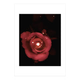 Lighting Rose (Print Only) thumbnail