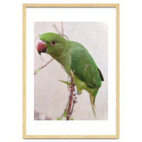 Lovely Indian Cute Parrot