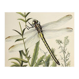Dragonfly Vintage Illustration (Print Only) thumbnail