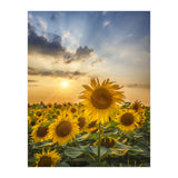 Sunflower field at sunset  (Print Only) thumbnail