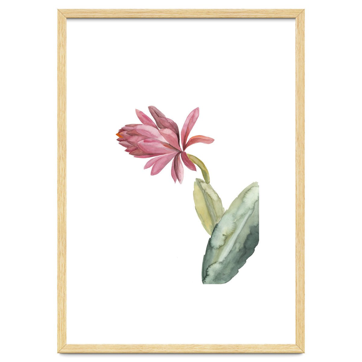 Botanical Illustration Pink Cactus Flower