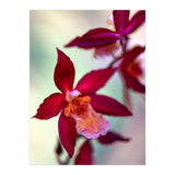 Orchidee Flower (Print Only) thumbnail