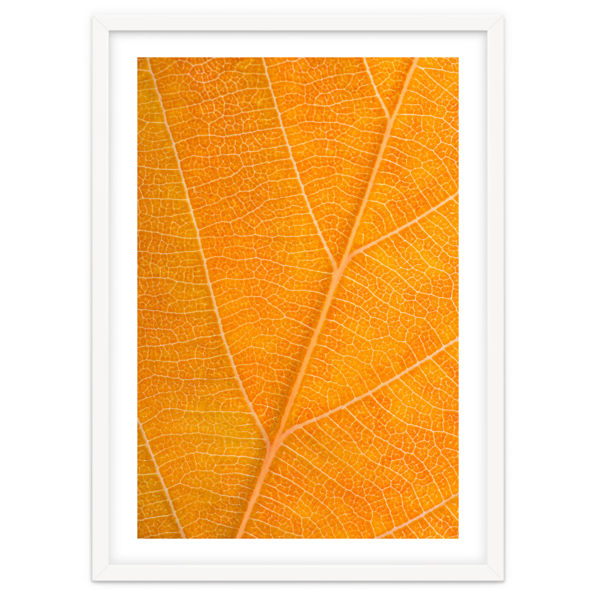 Autumn Leaf