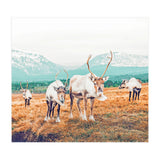 Curious Winter (Print Only) thumbnail