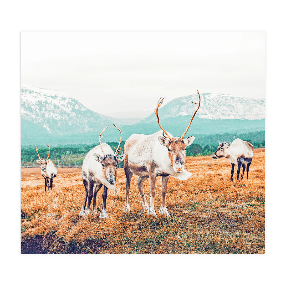 Curious Winter (Print Only)