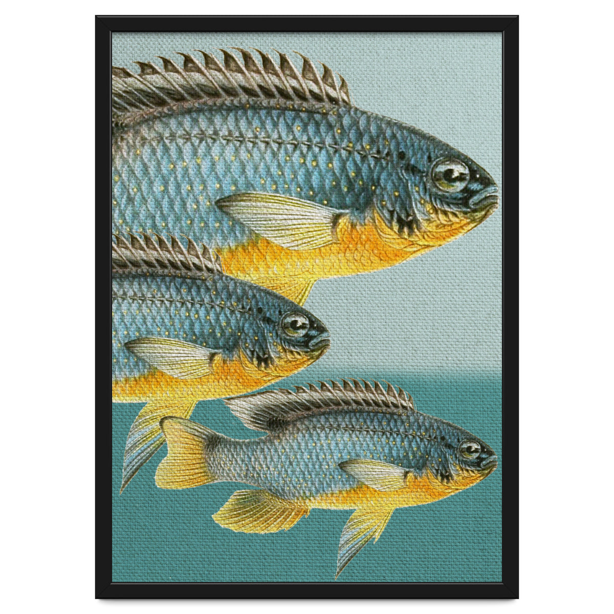 Fish Classic Designs 12