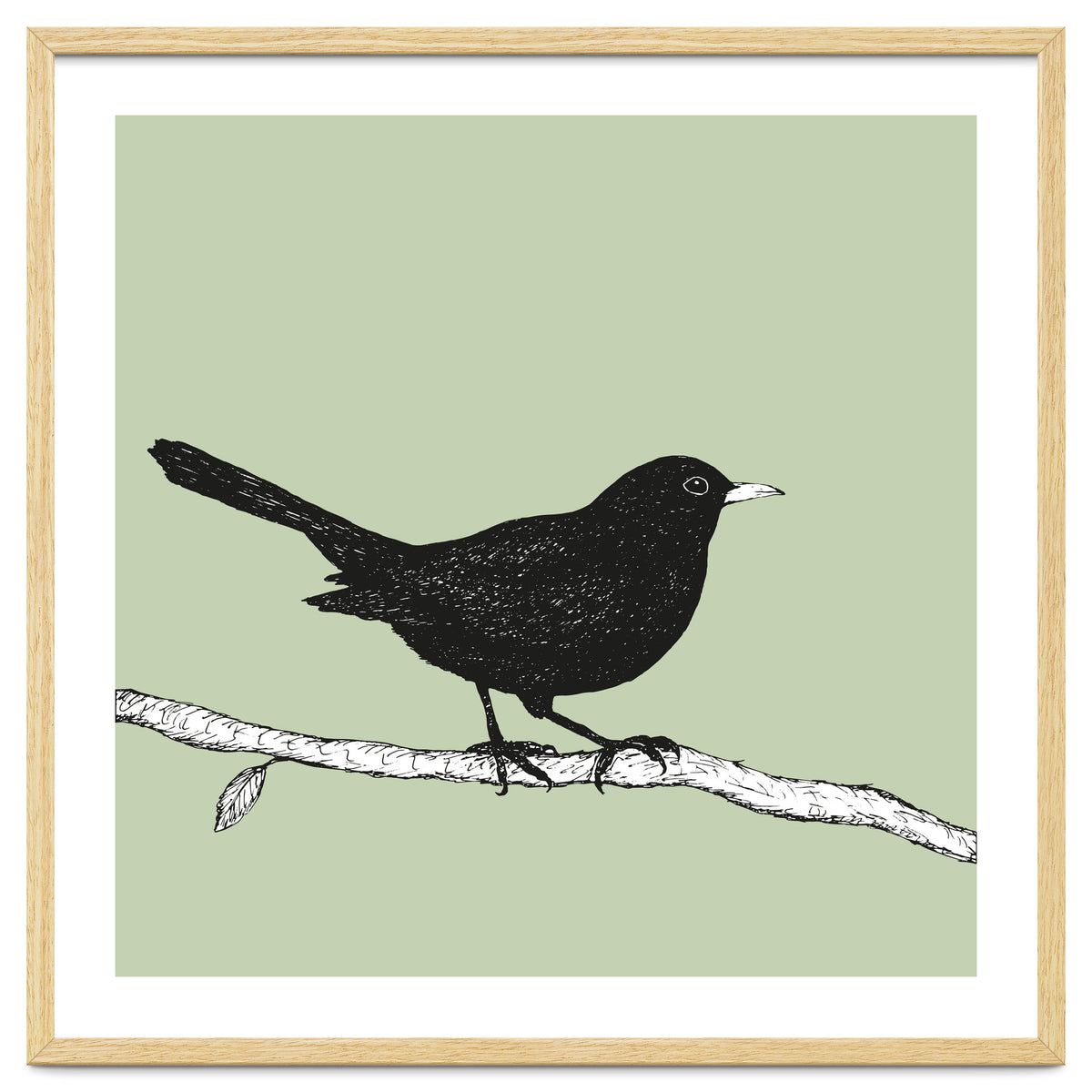 Blackbird pen drawing