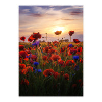 Poppiesfield at Sunrise (Print Only)