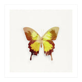 Tropical Butterfly (Print Only) thumbnail