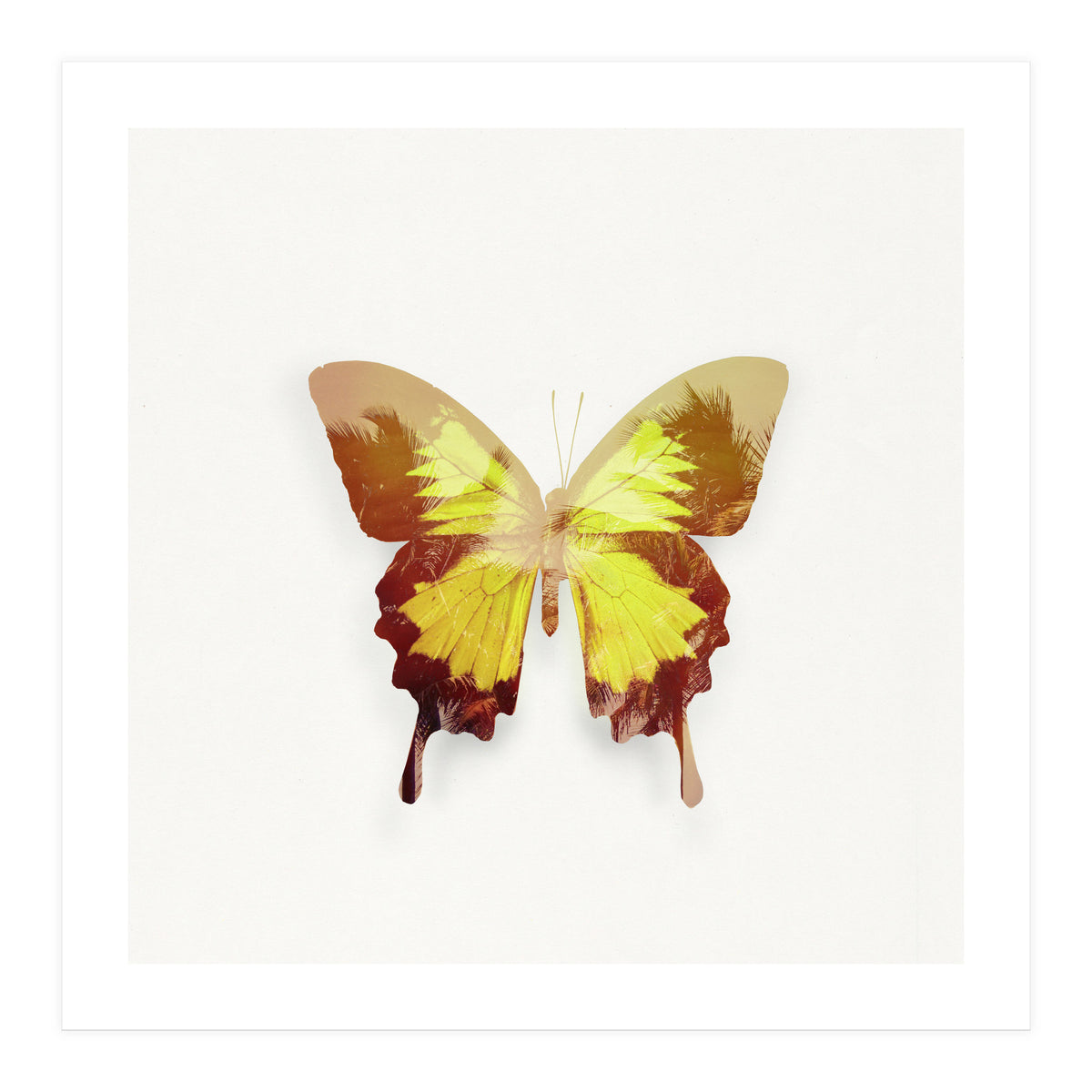 Tropical Butterfly (Print Only)