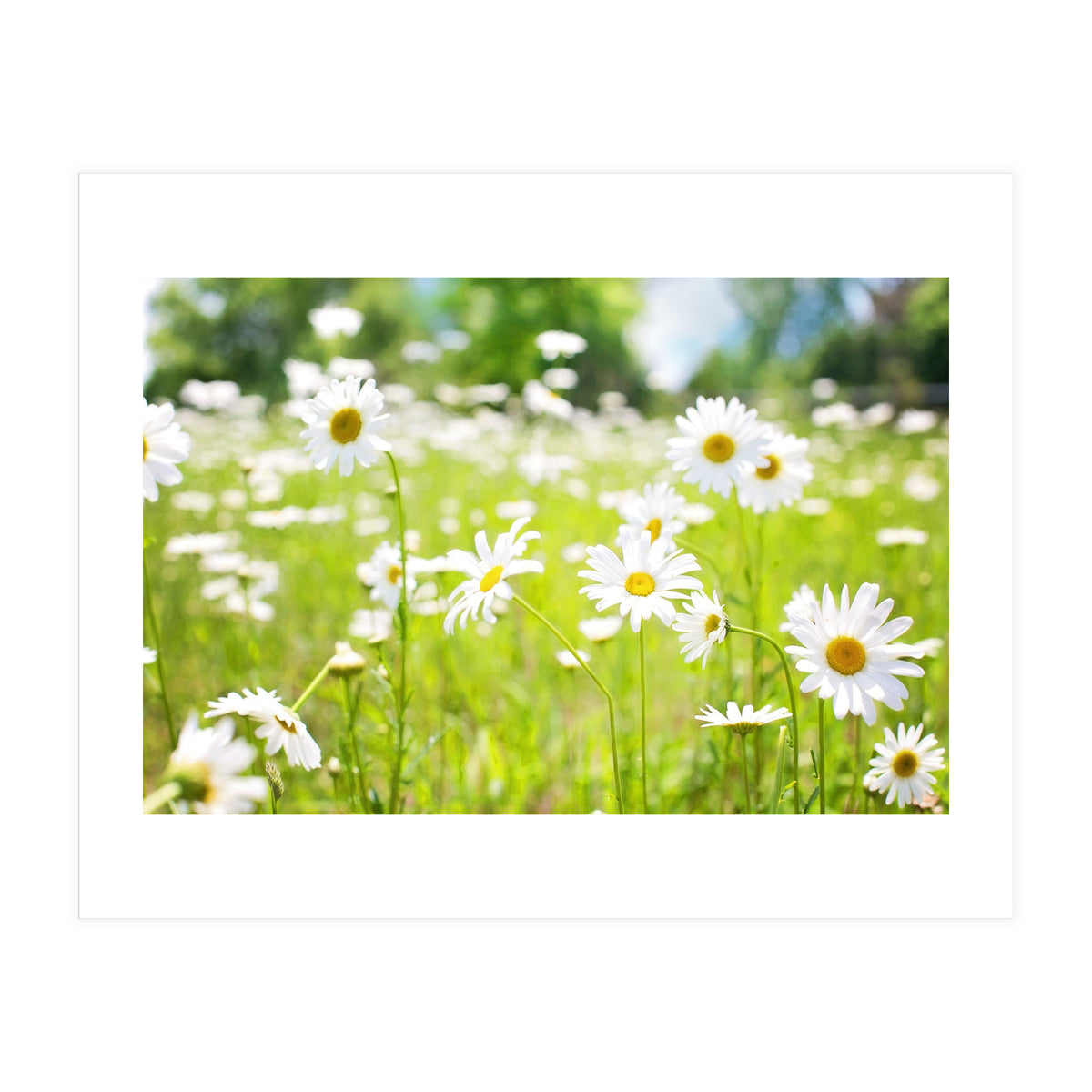 Flowers (Print Only)