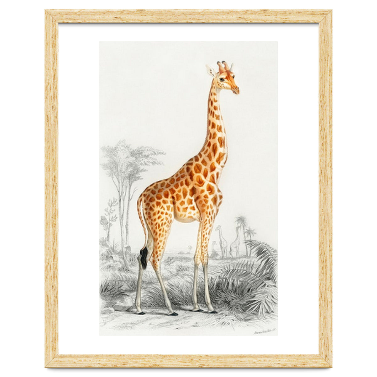 Giraffe illustration