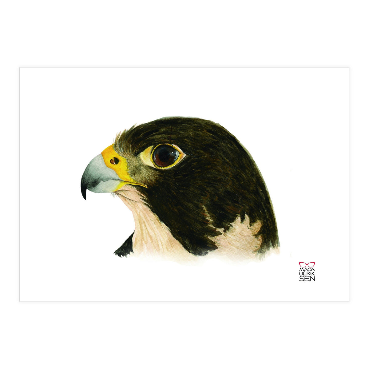 Peregrine falcon (Print Only)