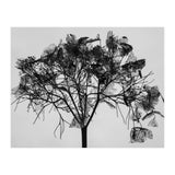 Hydrangea flower head (Print Only) thumbnail